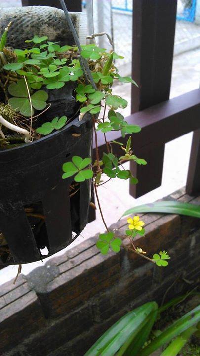 Thao Nguyen Phat Homestay Hoi An Exteriör bild