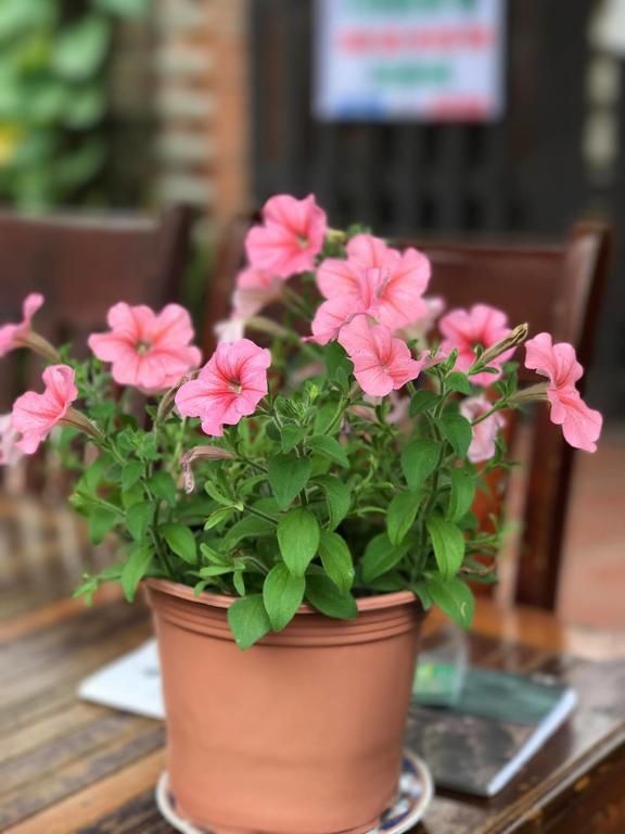Thao Nguyen Phat Homestay Hoi An Exteriör bild